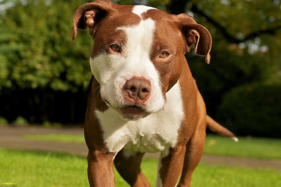 Pit_Bull